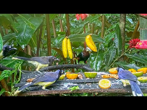 Adult And Juvenile Blacked-chested Jays Forage On The Panama Fruit Feeder – July 23, 2022