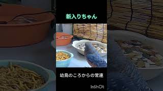 【新入りちゃんが来た！】イソヒヨドリのオス #birds #癒し #かわいい #動物