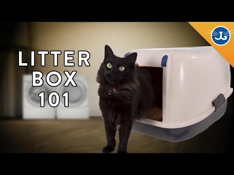 You’re Setting Up Your Litter Box All Wrong!