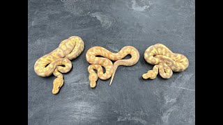 Evolution of a Banana Clown Ball Python project towards perfection (are we there yet)