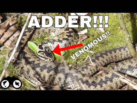 ADDER - VENOMOUS SNAKE IN THE UK!? The INCREDIBLE Adder | Snake Footage and Facts