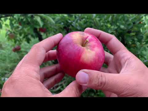 Worcester Pearmain Apple Tasting