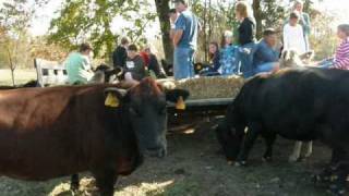 preview picture of video 'Farm Haven Hayride to the Cows'
