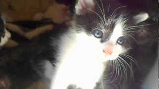 Questo è l'occhio bello, questo è suo fratello