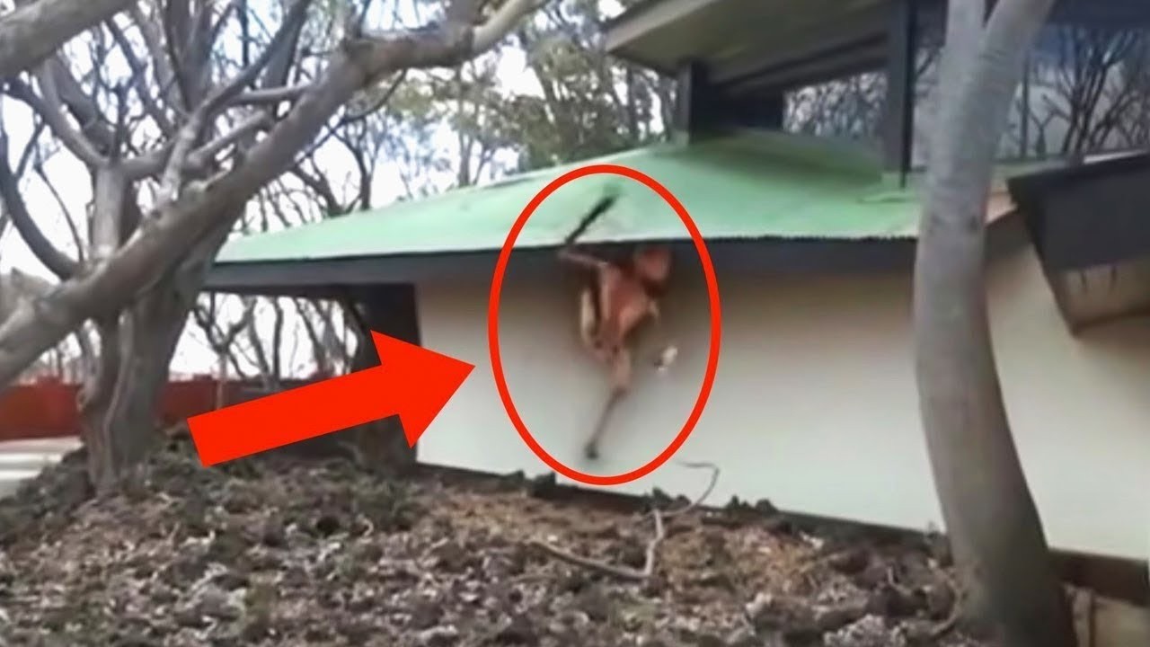 Farmer Finds THIS MASSIVE Creature In Backyard, SHOCKED By Its Identity