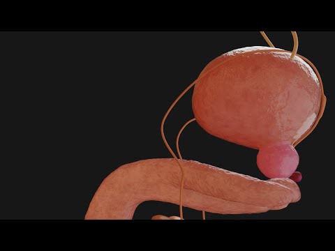 Understand the male reproductive system in 5 minutes | 3D animation