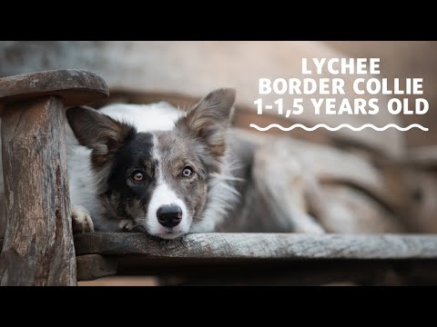 Lychee - border collie | 1-1,5 years old