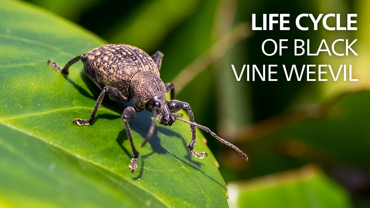 How to Control Black Vine Weevils