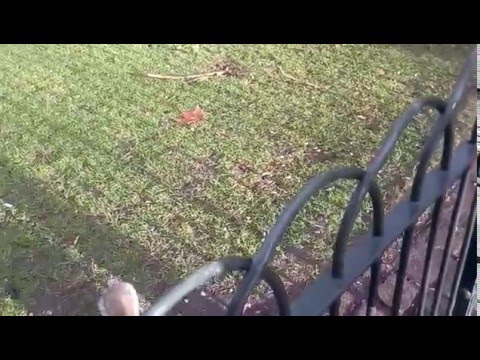 Squirrel stole  chocolate in England- LONDON
