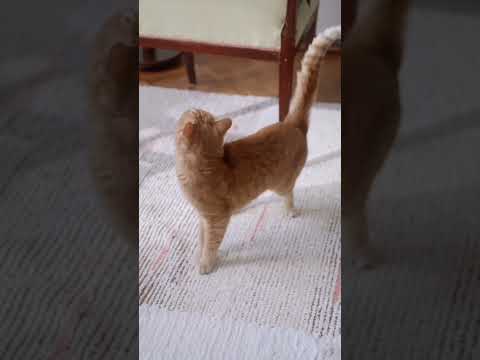 💕 lovely cat for CAT lovers on the very beautiful #cat