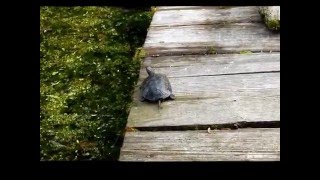 Siedliszcze. Przyroda. Gady. Żółw błotny (Emys orbicularis)