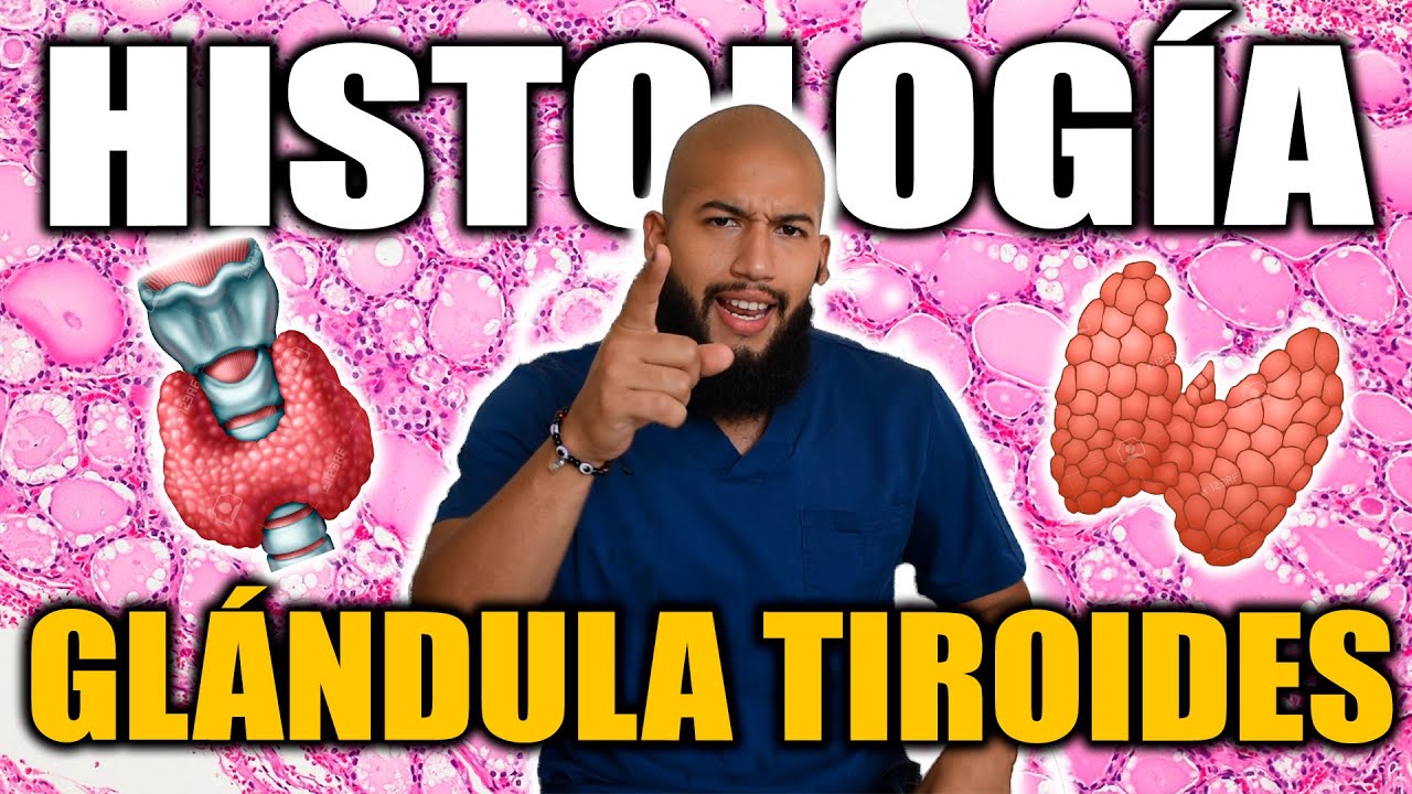 HISTOLOGÍA - Glándula Tiroides (Células Foliculares, Parafoliculares y Función de Hormonas Tiroideas