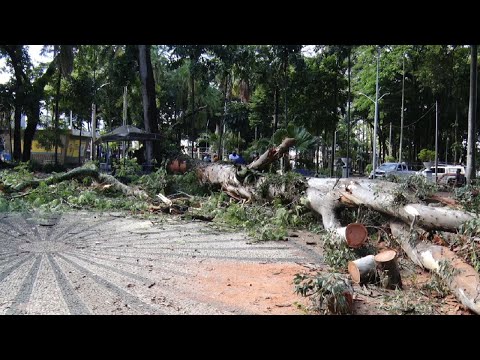 Eucalipto de 20 metros cai no Jardim Público