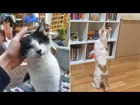 The Best I Don’t Own A Cat” Moments That Have Ever Happened To Humans” (Part 1)