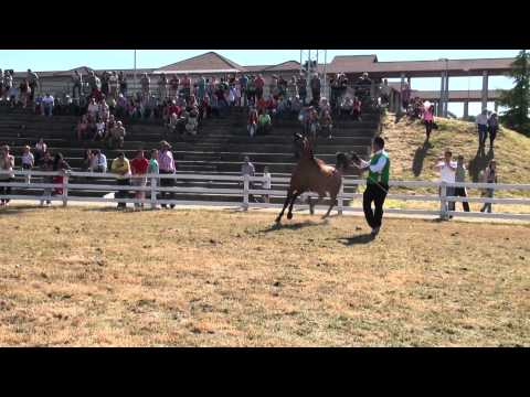 ABHA OMANI.  2005 Arabian Stallion.