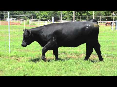 Lot 36 :: McKay Tag 3173