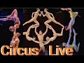 ‍ ️circusnews​ Festivalducirque​ Elviserrani​ Elephants​ Cirque​ Circus​ Circo​ Li