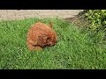 Cavapoo dogs for sale: Hope - Video 1