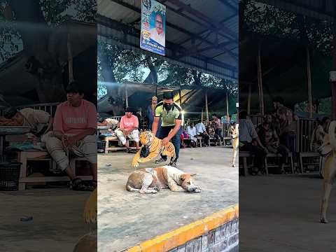 Top funny video with dog and tiger #funny #reels #viral #foryou #shorts #trending