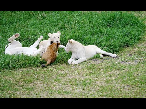 Sanbona Wildlife Reserve, near Cape Town, South Africa