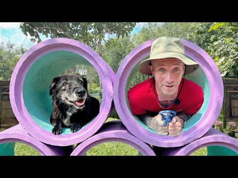 We Built a Retirement Home For The Senior Street Dogs