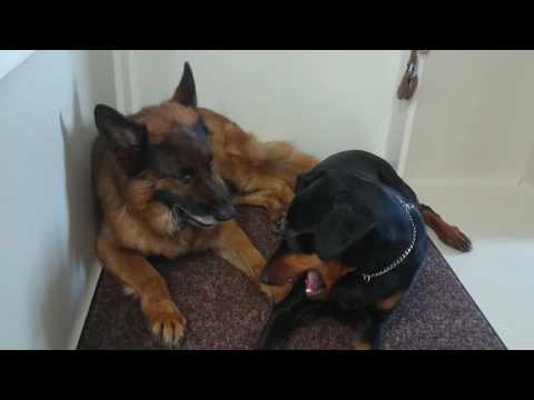 ドーベルマンとジャーマンシェパードの違い