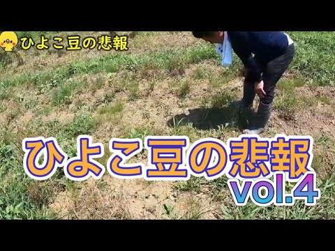 , title : 'ひよこ豆の悲報!![vol.4]最終話'