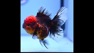 Download lagu Red Kirin Rose Tail Oranda 4in Body (240628_OR06) mp3