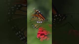 Download lagu Never trust a butt-er-fly it can be poison mp3