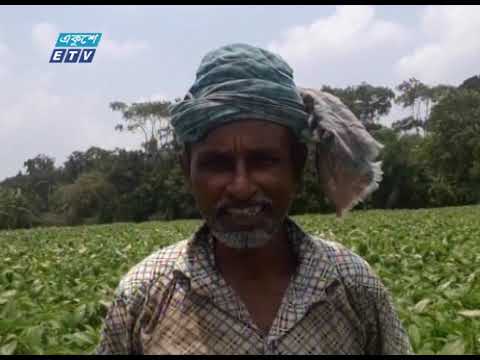 রোগ-বালাই কম হওয়ায় মাদারীপুরে এবার পাটের ভালো ফলনের আশা চাষীদের