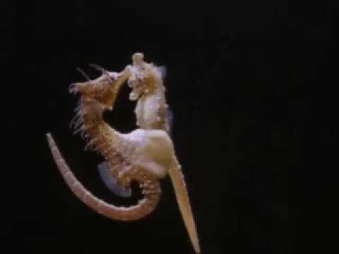 Fantastiska Djur Film   Del 10 Sjöhäst