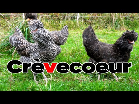 , title : 'Crèvecoeur Hühner Tierbesprechung auf dem Züchtertag'