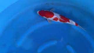 video van Meerstaps Kohaku 2404018