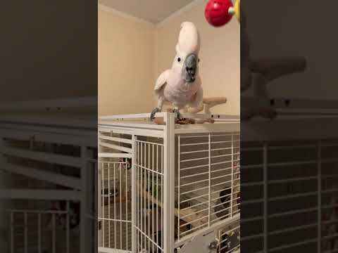 Misha bird didn't want to go for a walk in the park or to play with me and won't go back to his cage