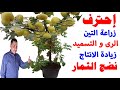زراعة التين في المنزل, طريقة زيادة انتاج التين , تسريع نضج ثمار التين , متى تنضج ثمار التين, mp3 زراعة التين في المنزل, طريقة زيادة انتاج التين , تسريع نضج ثمار التين , متى تنضج ثمار التين, mp3