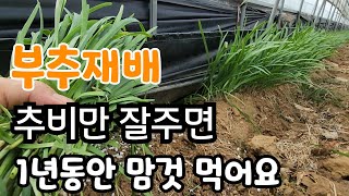 부추재배 봄에 추비만 잘 주면 1년 내내 부추 맘것 먹는다