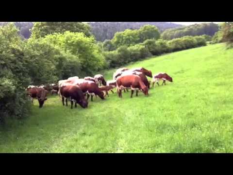 Pinzgauer Rinder wechseln auf Zuruf die Weide