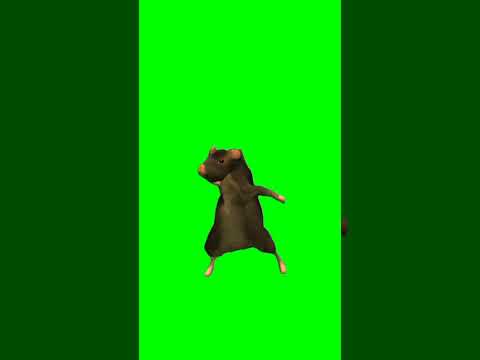 Dancing mouse #fyp #mouse #dance