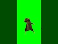 Dancing Mouse Fyp Mouse Dance