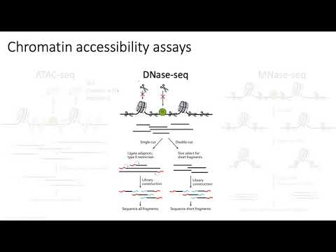 MCB 182 Lecture 8.4 - Chromatin accessibility (ATAC-seq)