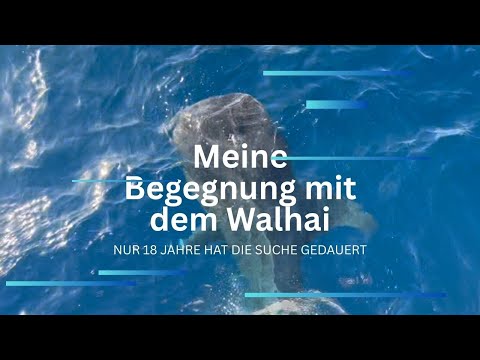 Walhai – meine kurze Begegnung mit dem größten Hai der Welt