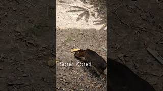 Download lagu Sang Kancil #mousedeer #pelanduk mp3