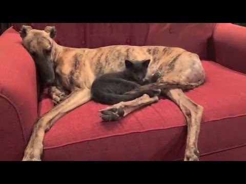 YouTube video about: Are greyhounds good with cats?