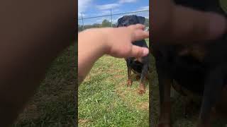 Video preview image #1 Rottweiler Puppy For Sale in Hillsboro, NH, USA