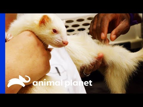 , title : 'Alexander The Albino Ferret Receives Treatment For Hair Loss | The Vet Life'