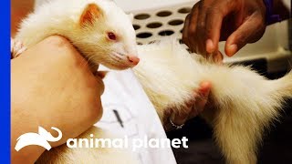 Alexander The Albino Ferret Receives Treatment For Hair Loss | The Vet Life
