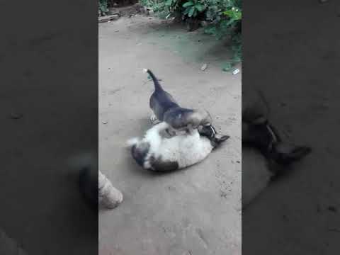 beautiful baby ,pappy's dog,s