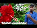 செம்பருத்தி செடியை இப்படி ஒரு பதியம்