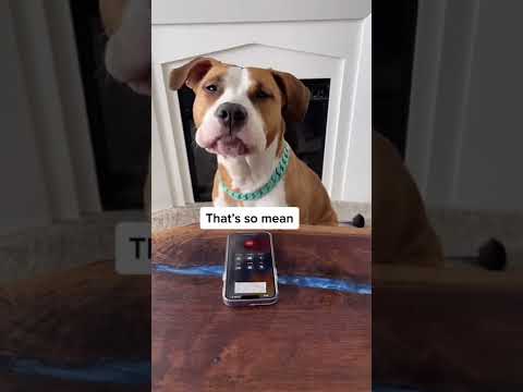 Dog prank called a pet groomer and the police.