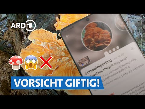 Pilze sammeln im Wald: Erkennt die App giftige Pilze? | Die Ratgeber HR
